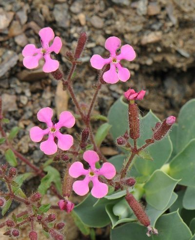 Saponaria calabrica, photographed by Todd Boland