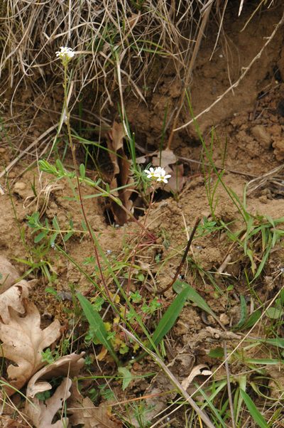 Saxifraga bulbifera, photographed by Todd Boland