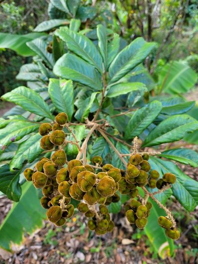 Cupania americana, photographed by Wes Gapp