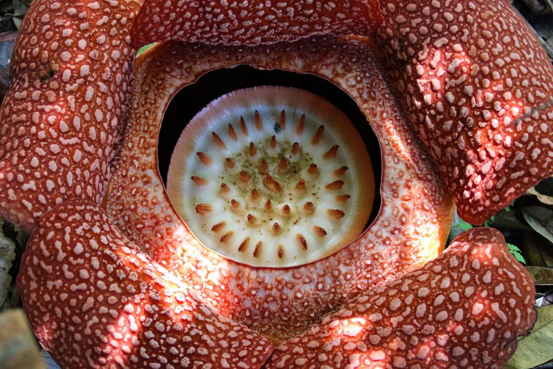 Rafflesia keithii, photographed by Thomas Galewski