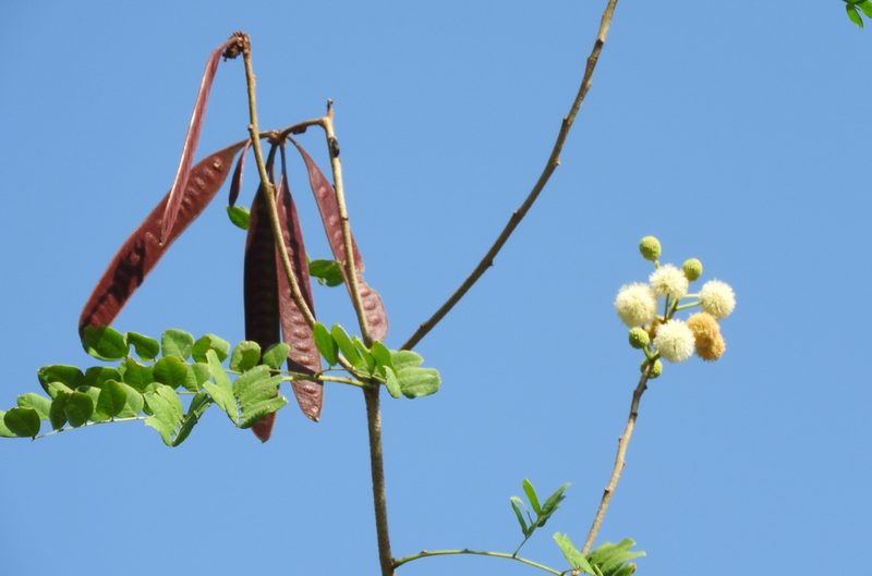 Leucaena lanceolata, photographed by Francisco Farriols Sarabia