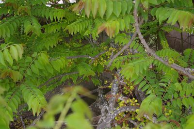 Phyllanthus acidus, photographed by Don Johnston