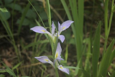 Iris savannarum, photographed by lukexl
