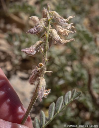 Astragalus andersonii, photographed by Tim Messick