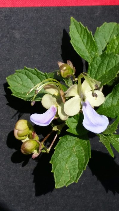 Rotheca myricoides, photographed by Benjamin Fredlund
