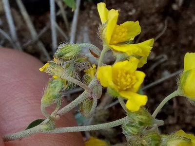 Helianthemum rotundifolium, photographed by Karim Haddad