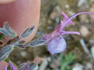 Salvia jordanii, photographed by Karim Haddad