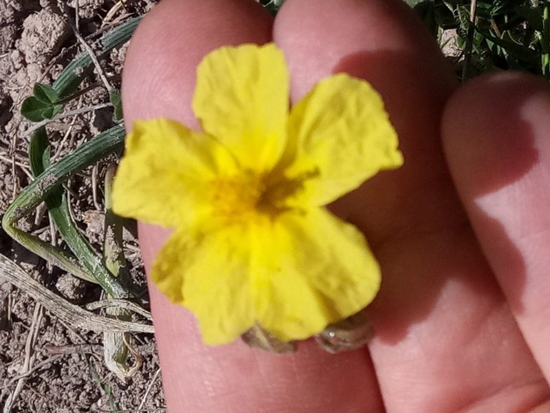 Helianthemum fontanesii, photographed by Karim Haddad