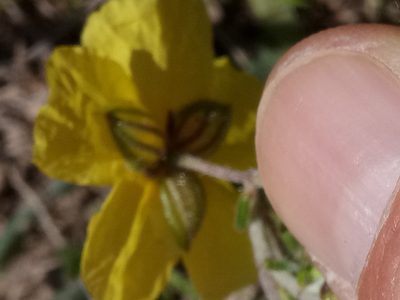 Helianthemum fontanesii, photographed by Karim Haddad