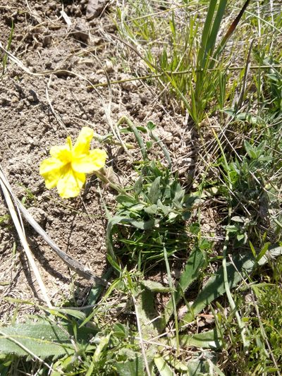 Helianthemum fontanesii, photographed by Karim Haddad