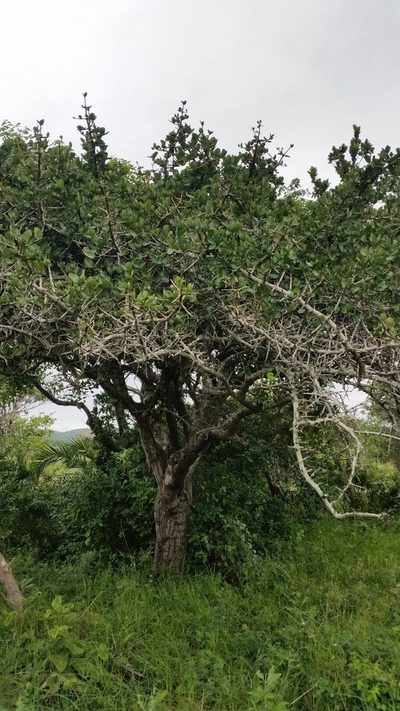 Garcinia livingstonei, photographed by Benjamin Fredlund