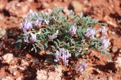 Astragalus lotiflorus, photographed by samlutfy