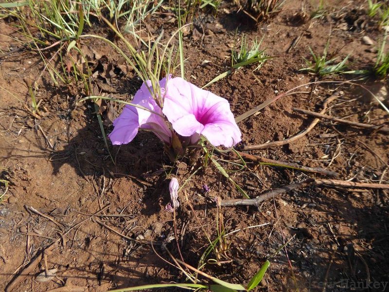 Ipomoea bolusiana, photographed by Andrew Hankey