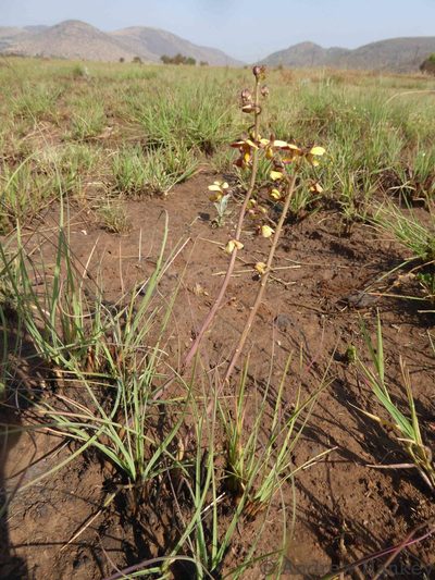 Eulophia tuberculata, photographed by Andrew Hankey