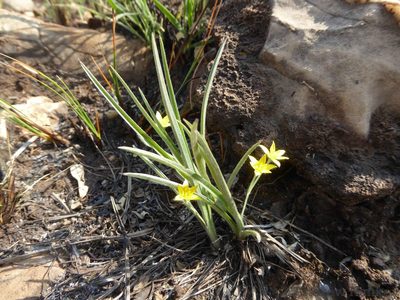 Hypoxis argentea, photographed by Andrew Hankey