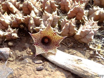 Huernia loeseneriana, photographed by Andrew Hankey