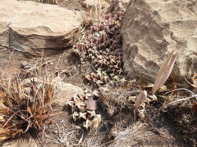 Huernia loeseneriana, photographed by Andrew Hankey