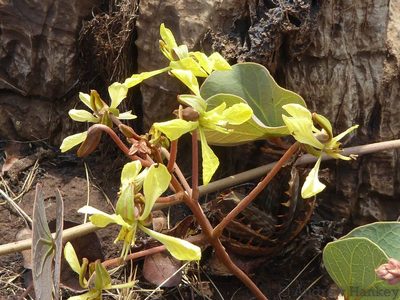 Tylosema esculentum, photographed by Andrew Hankey