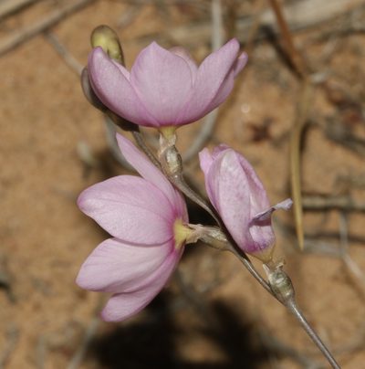 Ixia trifolia, photographed by Brian du Preez