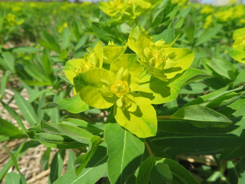 Euphorbia adenochlora, photographed by Marco Mussita