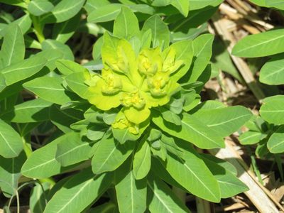 Euphorbia adenochlora, photographed by Marco Mussita