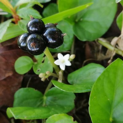 Geophila macropoda, photographed by Kozue Kawakami