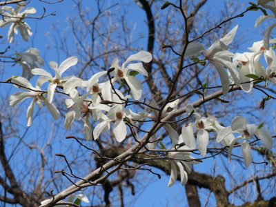 Magnolia kobus, photographed by Marco Mussita