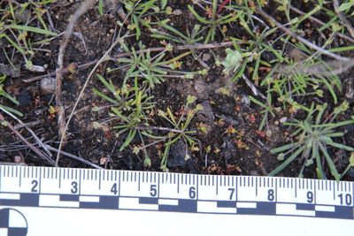 Plantago elongata, photographed by Millie Basden