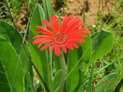 Gerbera aurantiaca, photographed by Peter Warren