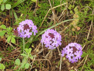 Verbena tenera, photographed by sudomir