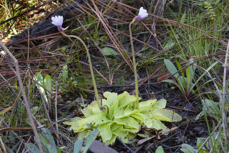 Pinguicula ionantha, photographed by Kristof Zyskowski
