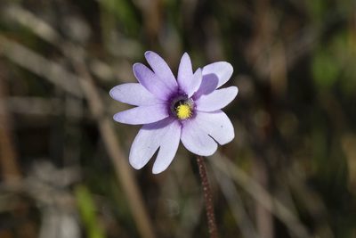 Pinguicula ionantha, photographed by Kristof Zyskowski