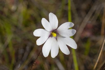 Pinguicula ionantha, photographed by Kristof Zyskowski