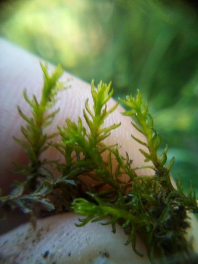 Tridontium tasmanicum, photographed by Stephen Thorpe