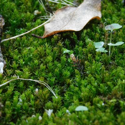 Tridontium tasmanicum, photographed by Stephen Thorpe