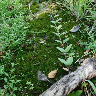 Tridontium tasmanicum, photographed by Stephen Thorpe
