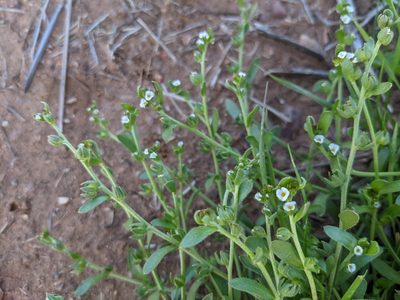 Plagiobothrys acanthocarpus, photographed by sdash