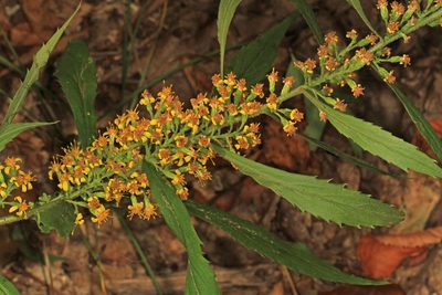 Solidago curtisii, photographed by Judy Gallagher