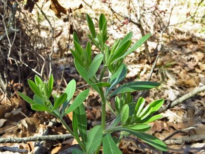 Baptisia nuttalliana, photographed by Annika Lindqvist