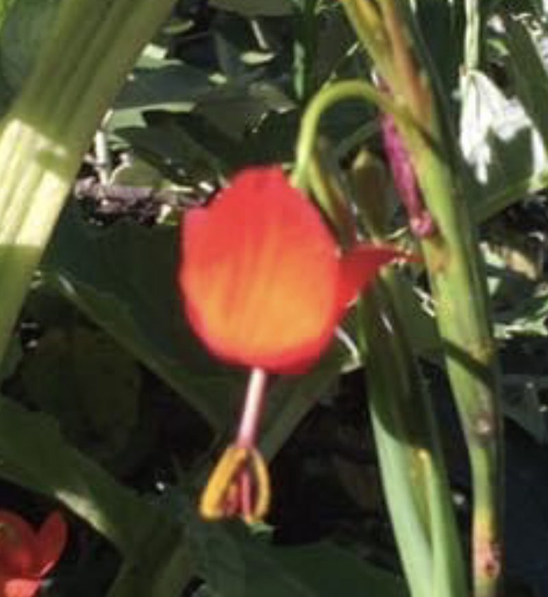 Tigridia immaculata, photographed by Adrienne Pinsoneault