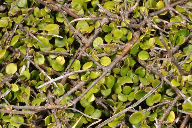 Coprosma neglecta, photographed by Pieter Pelser