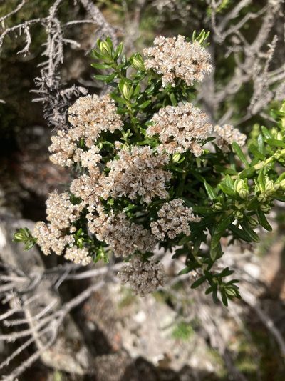Ozothamnus purpurascens, photographed by krumpianking