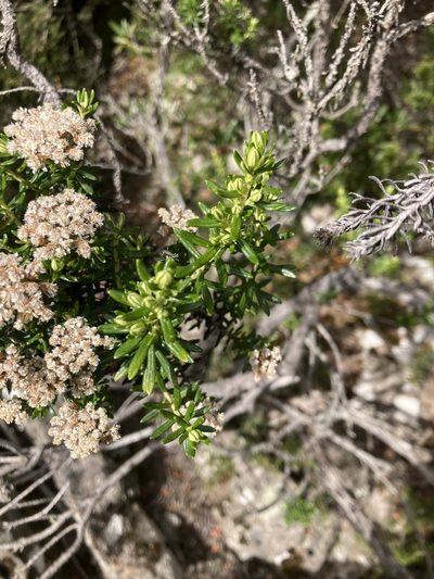 Ozothamnus purpurascens, photographed by krumpianking