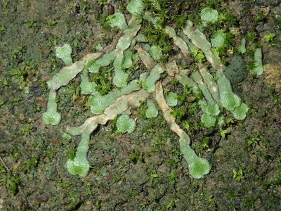 Asterella drummondii, photographed by Thomas Mesaglio