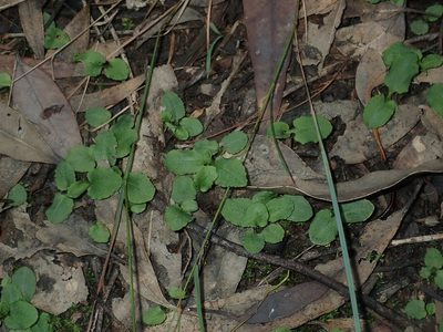 Pterostylis oblonga, photographed by Thomas Mesaglio