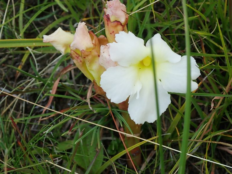Harveya speciosa, photographed by Peter Warren