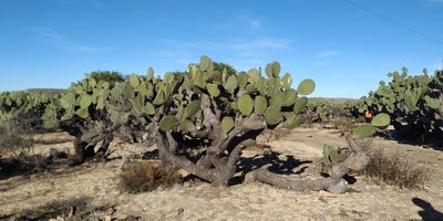Opuntia streptacantha, photographed by Tereso Hernández Morales