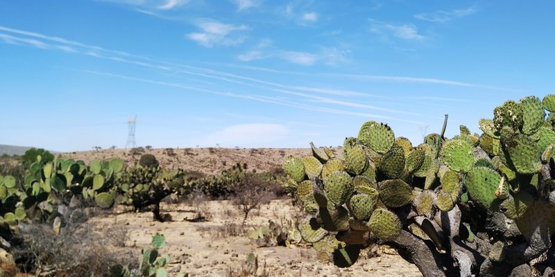 Opuntia streptacantha, photographed by Tereso Hernández Morales