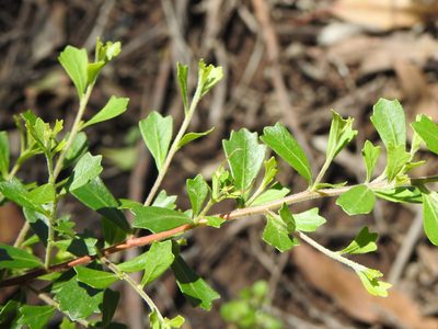 Dodonaea triangularis, photographed by Greg Tasney