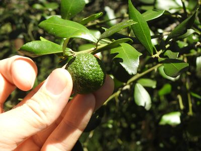 Citrus australis, photographed by Greg Tasney